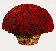 Премиум букет из: Розы в Зубовой Поляне